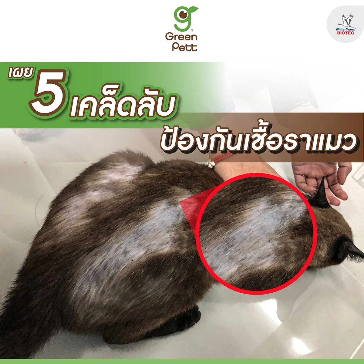 Read more about the article 5 เคล็ดลับ ป้องกันโรคเชื้อราแมว