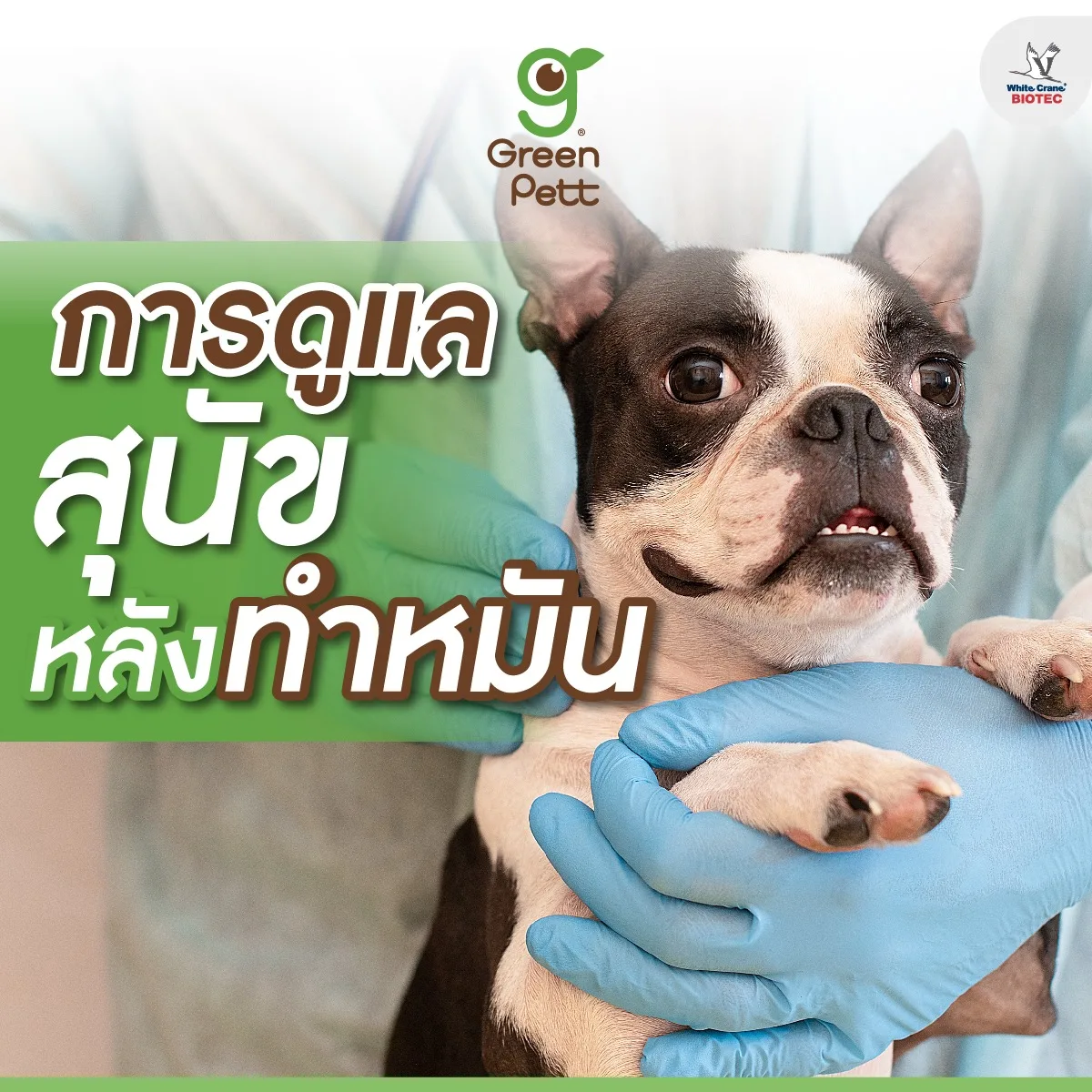 Read more about the article การดูแลสุนัขหลังทำหมัน