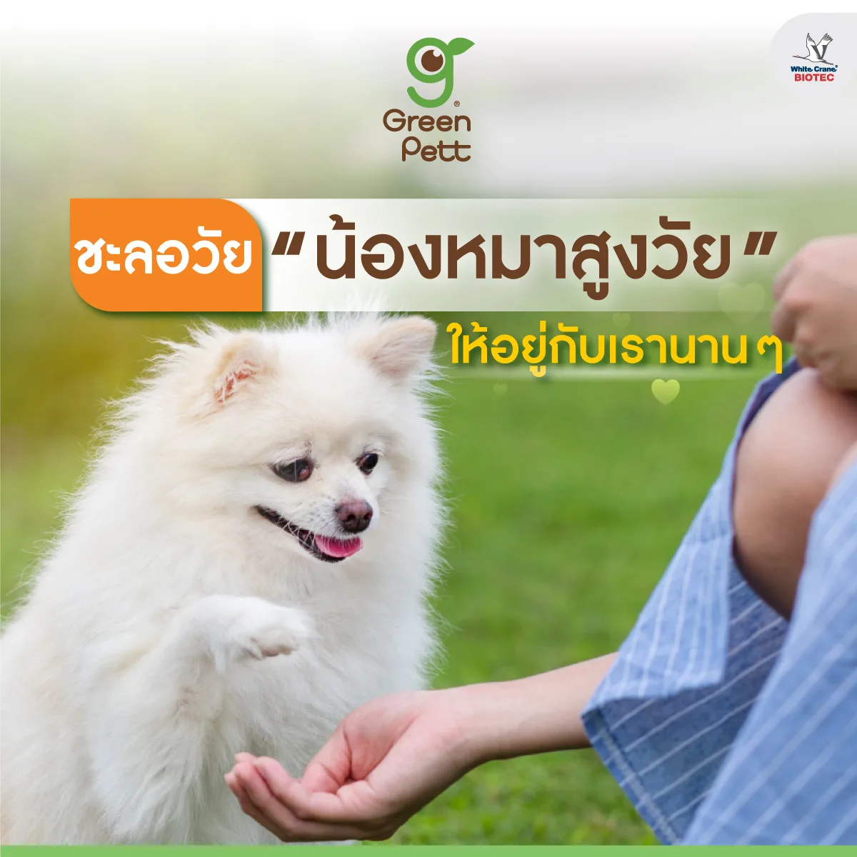 Read more about the article ชะลอวัย น้องหมาสูงวัย