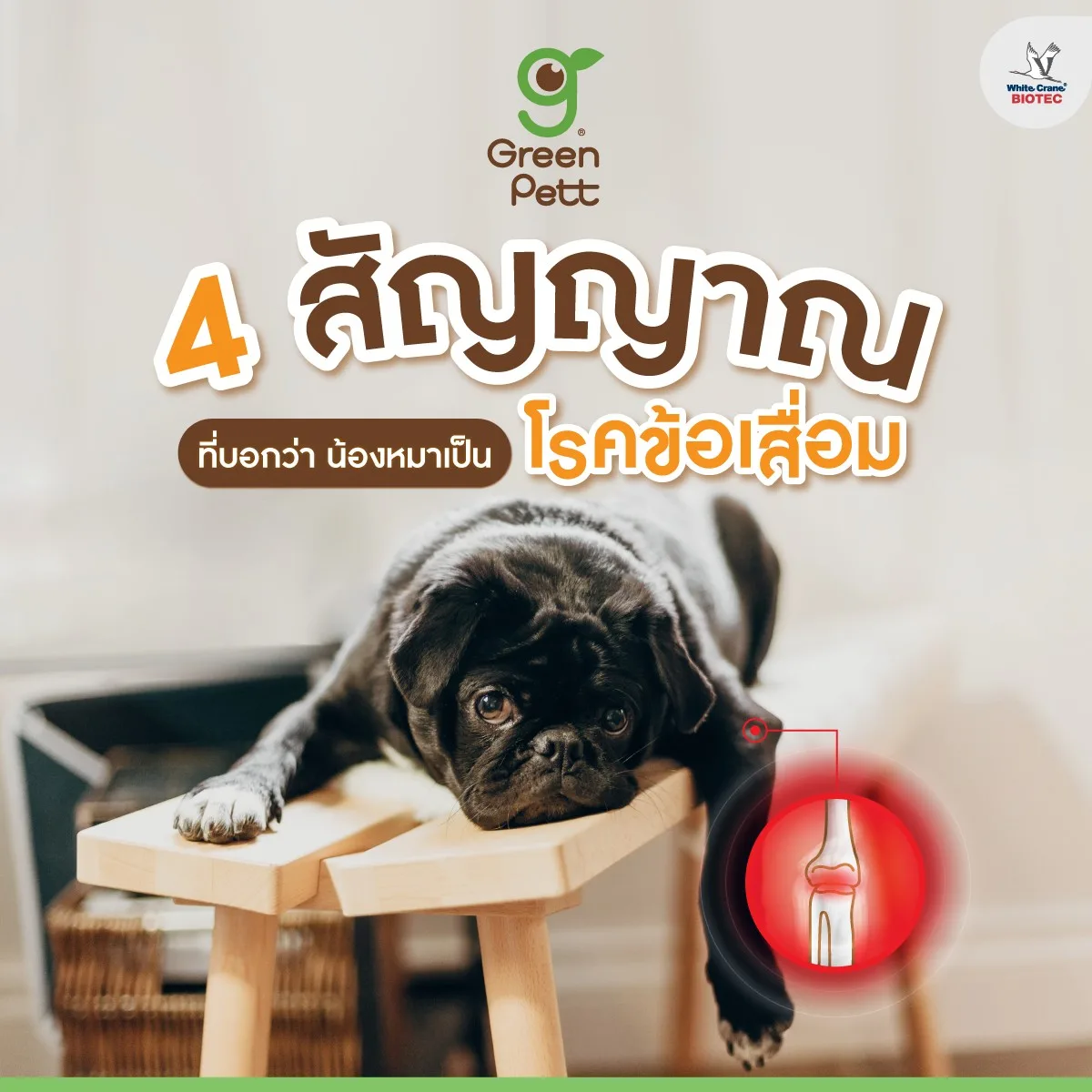 Read more about the article น้องหมาเป็นโรคข้อเสื่อม