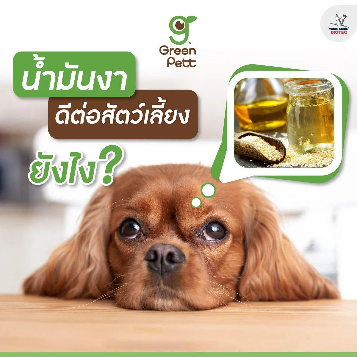 Read more about the article น้ำมันงาดีต่อสัตว์เลี้ยงยังไง