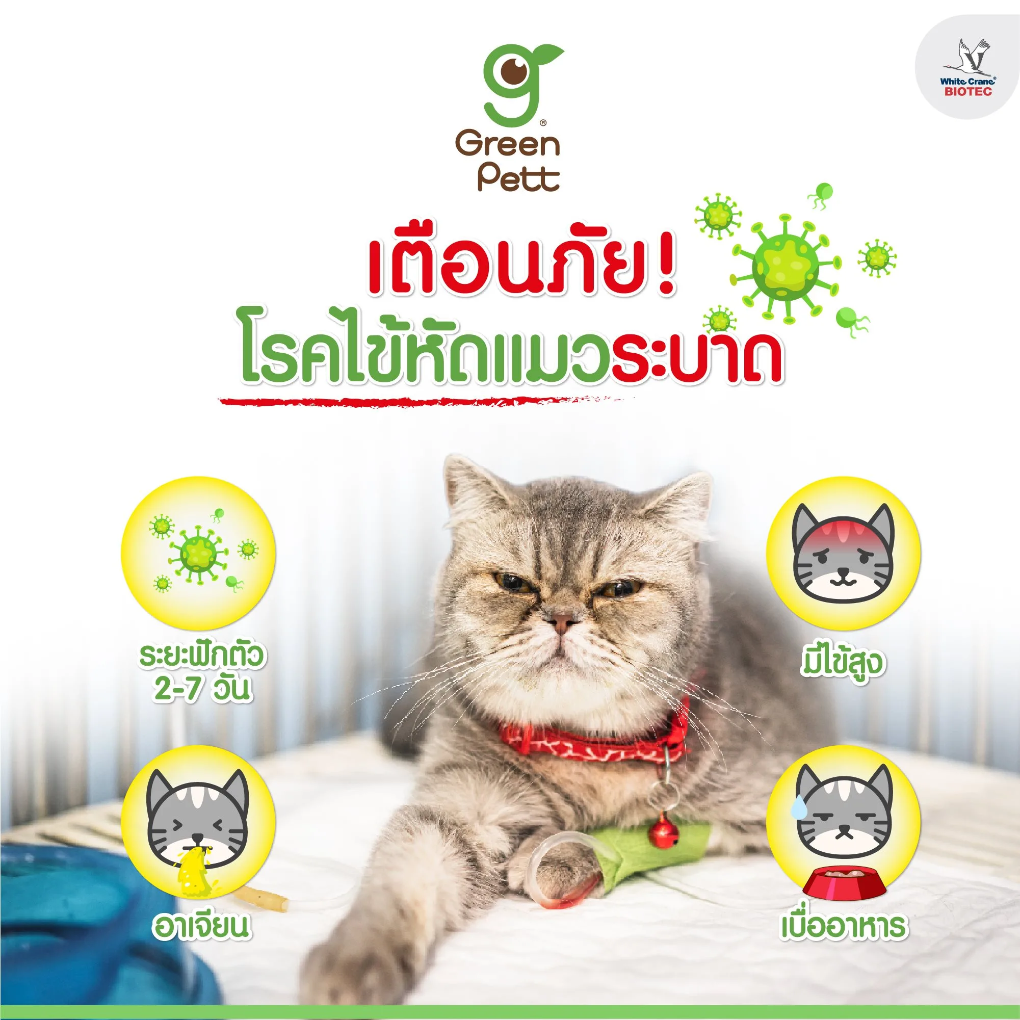 Read more about the article เตือนภัย โรคไข้หัดแมวระบาด
