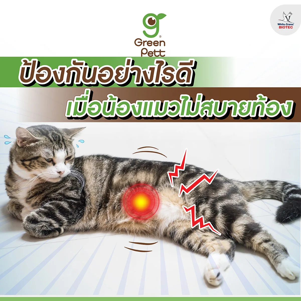 Read more about the article แมวท้องผูก