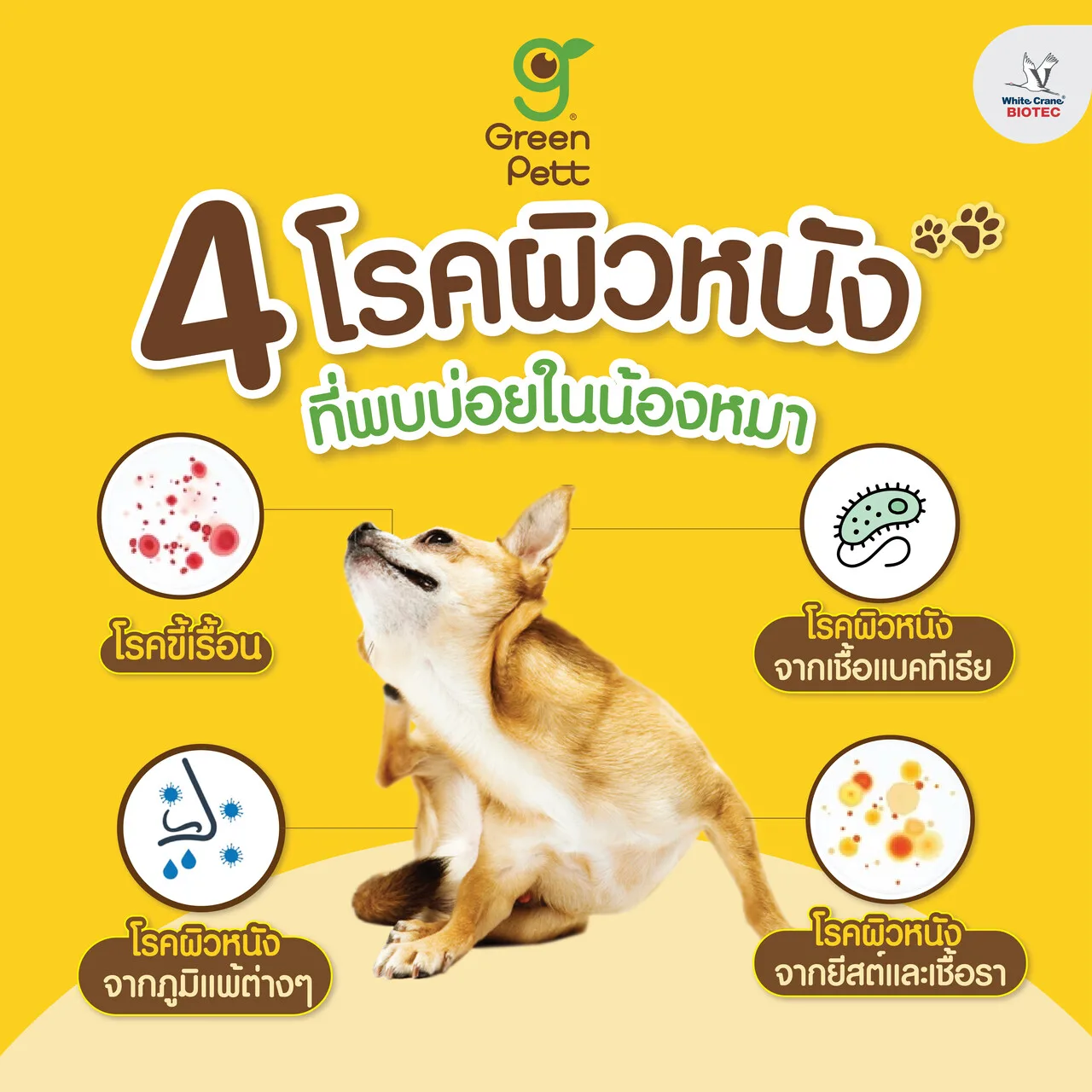 Read more about the article 4 โรคผิวหนังในน้องหมา