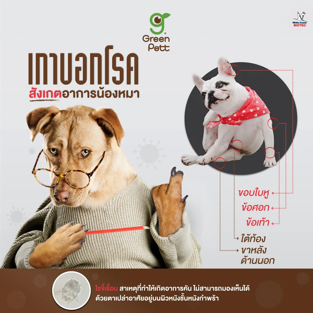 Read more about the article เกาบอกโรค