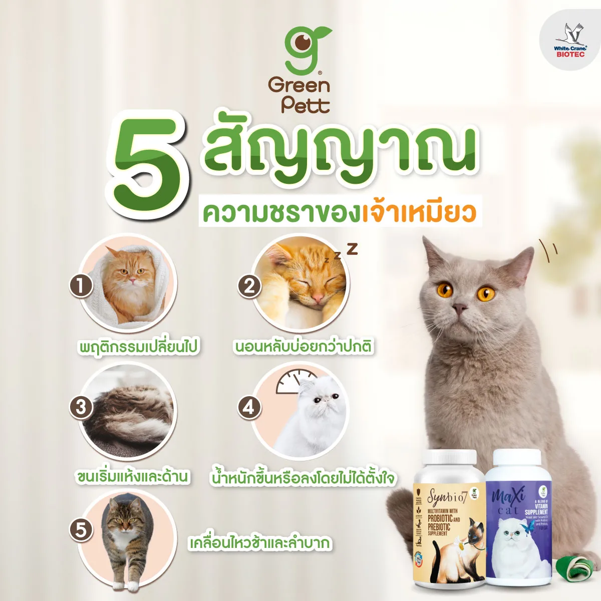 Read more about the article 5 สัญญาณแมวแก่
