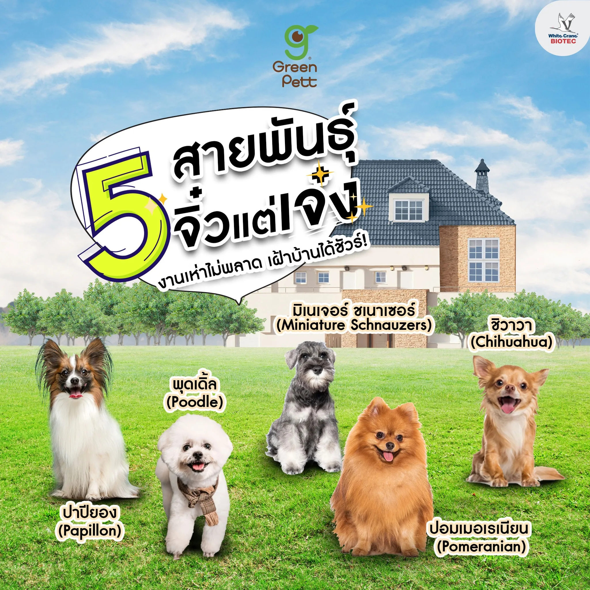 Read more about the article 5 สายพันธุ์สุนัขพันธุ์เล็ก