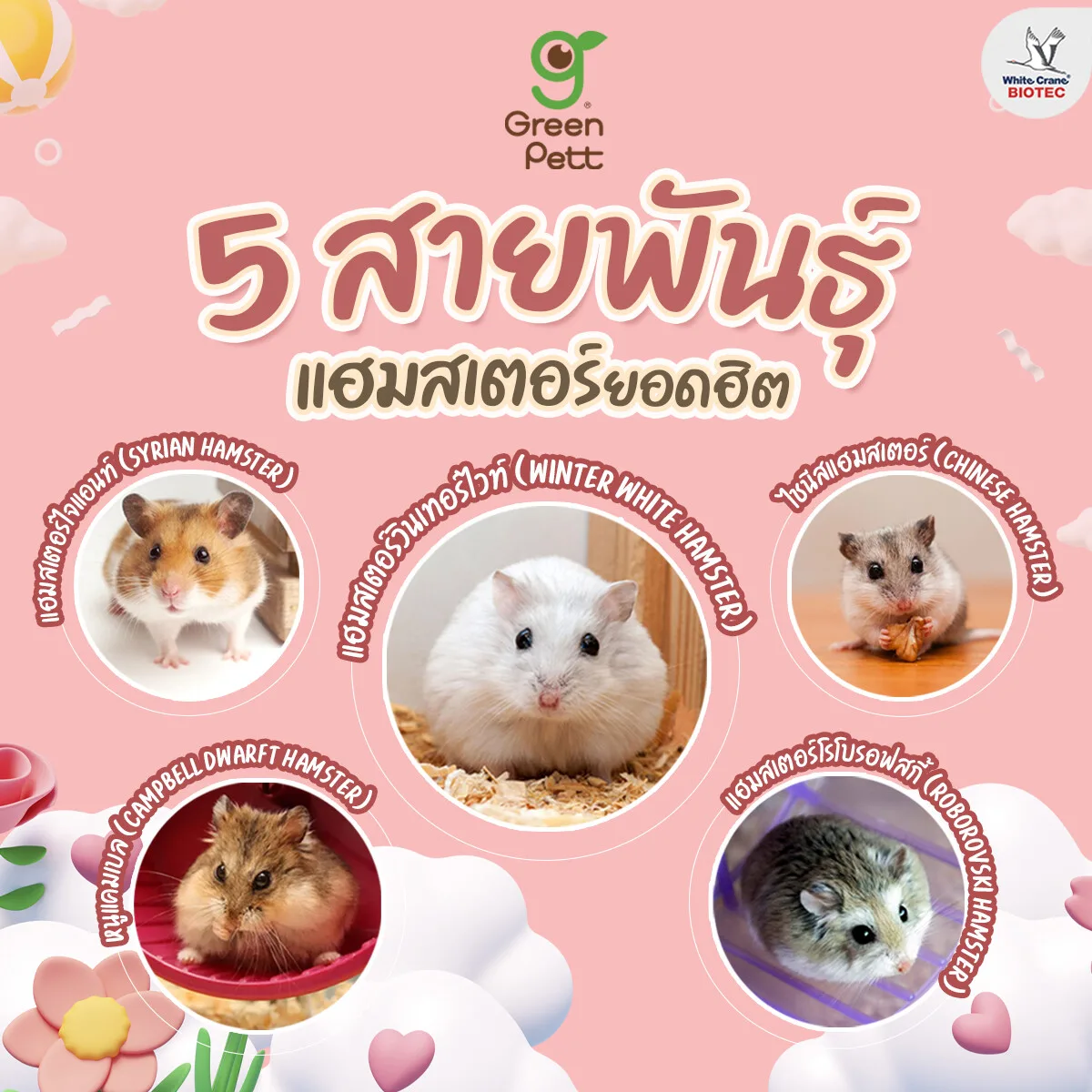 Read more about the article 5 สายพันธุ์แฮมสเตอร์ยอดฮิต