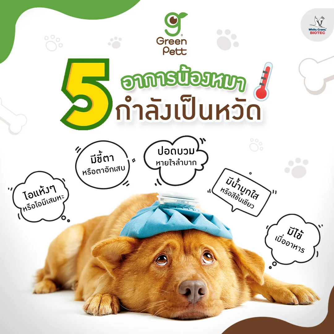 Read more about the article 5 อาการน้องหมาเป็นหวัด