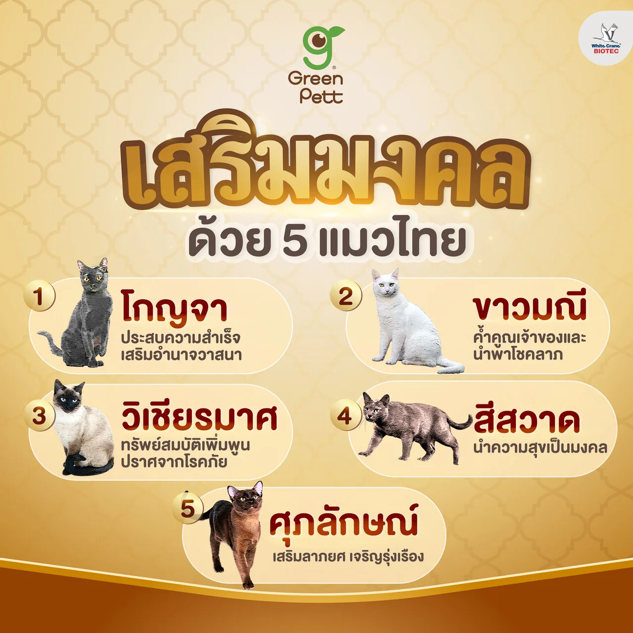 Read more about the article 5 แมวไทยมงคล