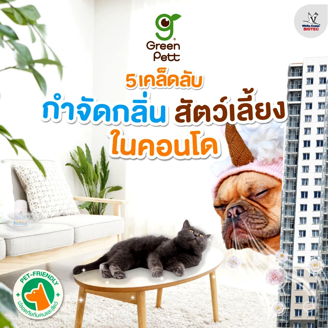 Read more about the article กำจัดกลิ่นสัตว์เลี้ยง ในคอนโด