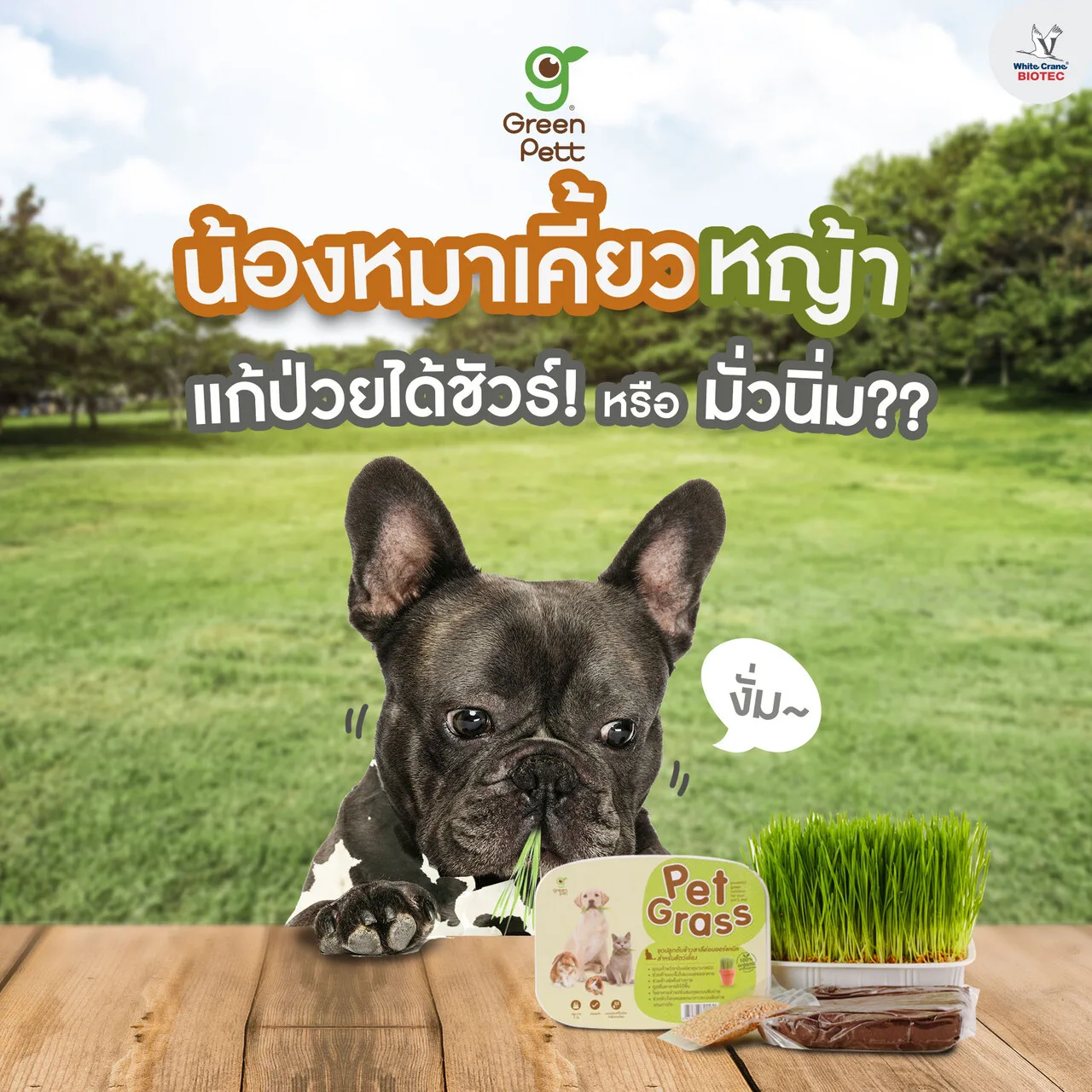 Read more about the article กินหญ้าแก้ป่วยได้ไหม