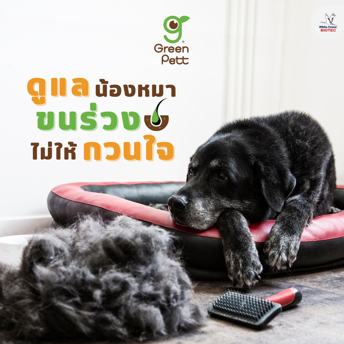 Read more about the article ดูแลขนร่วงไม่ให้กวนใจ