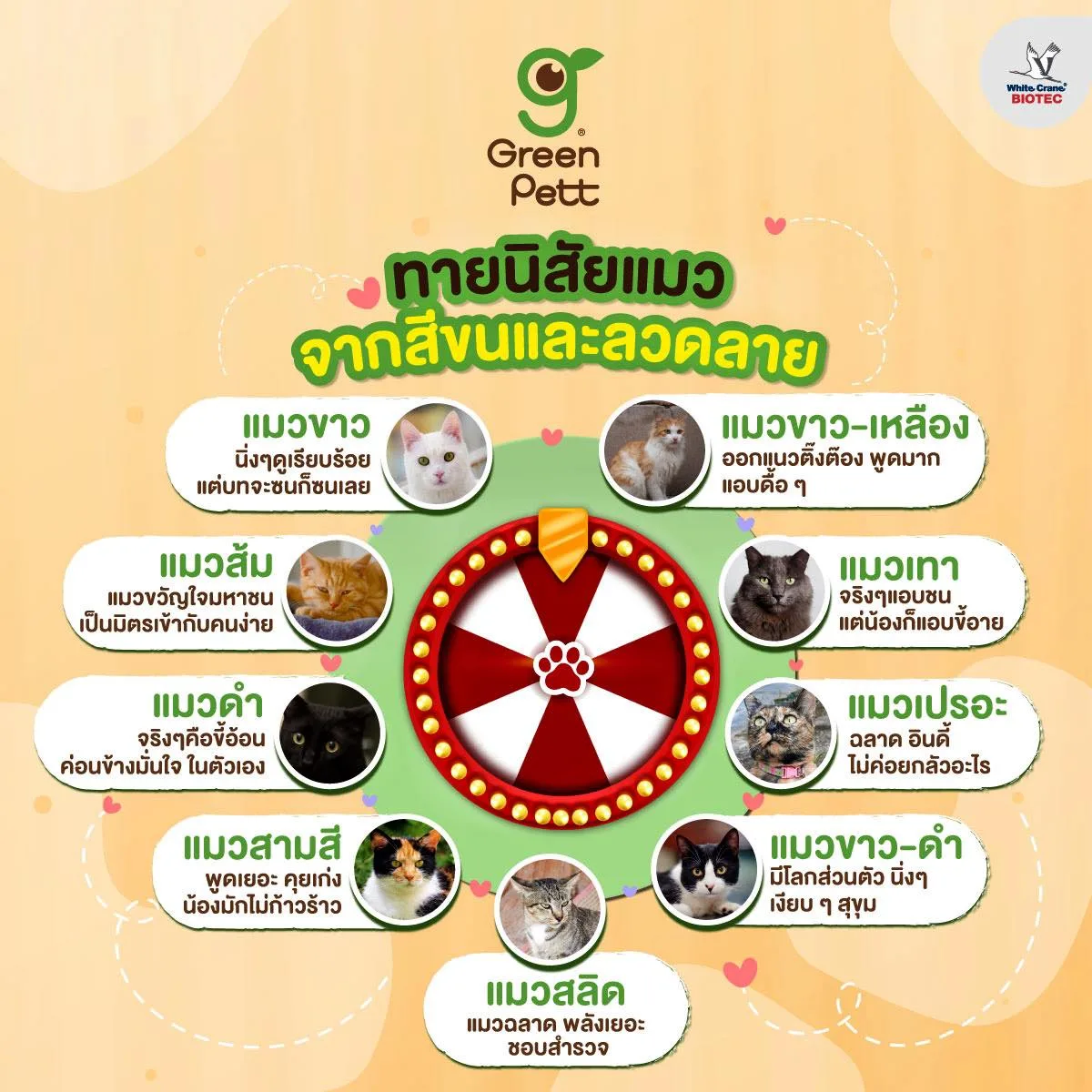 Read more about the article ทายนิสัยแมวจากสีขน