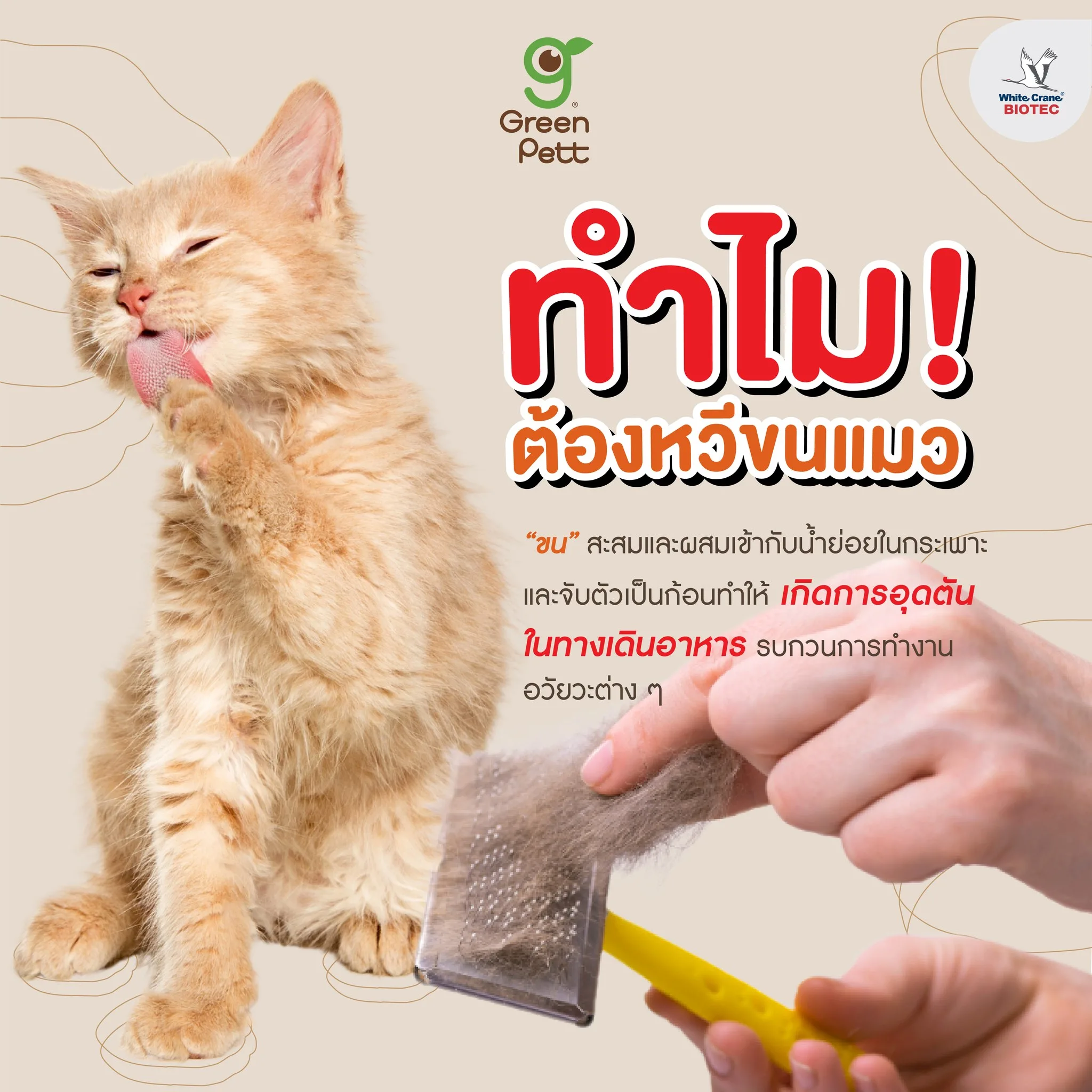 Read more about the article ทำไมต้องหวีขนแมว