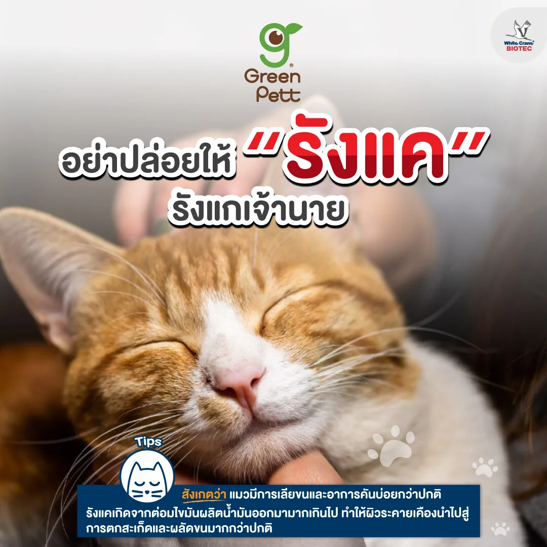 Read more about the article อย่าปล่อยรังแครังแกเจ้านาย