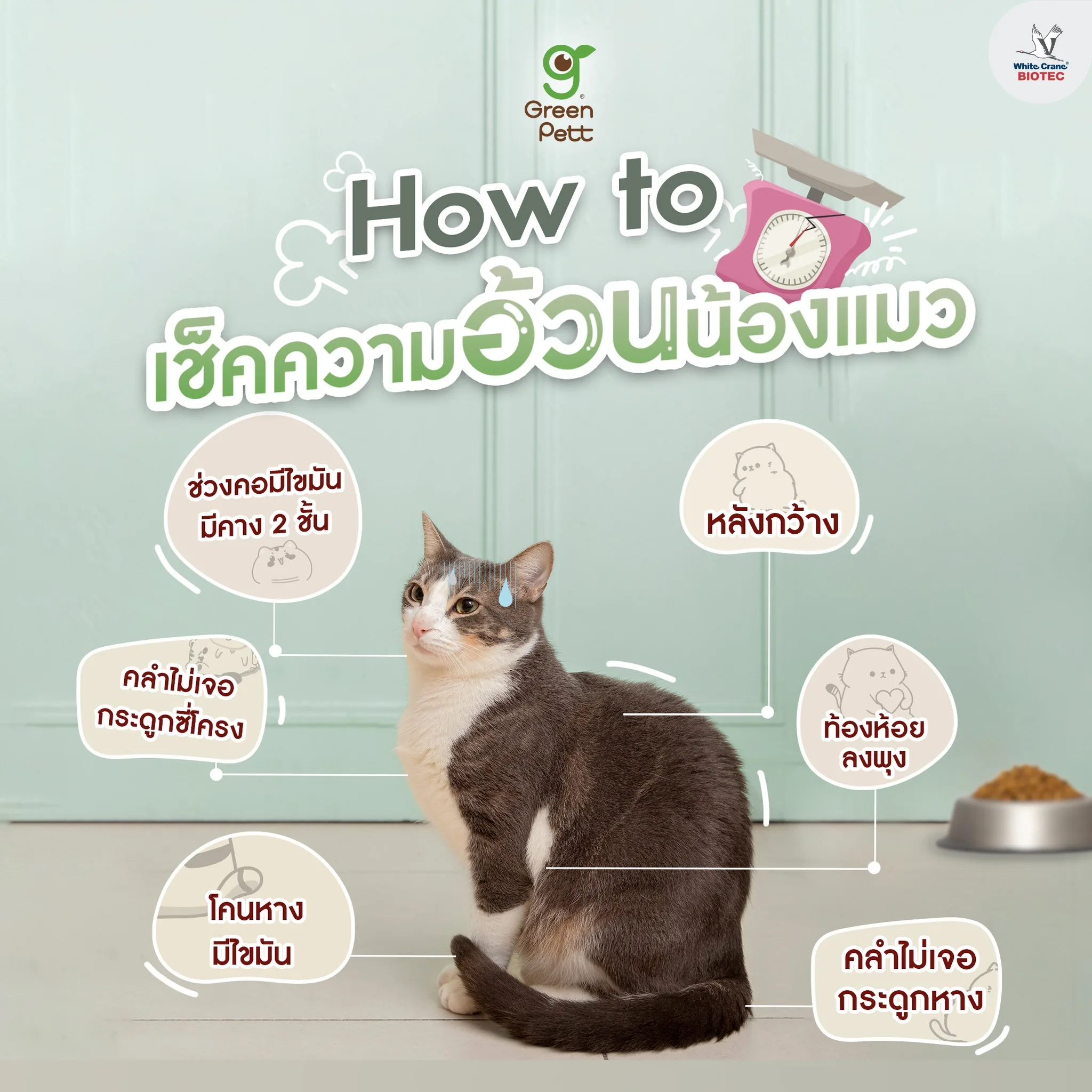 Read more about the article วิธีเช็คแมวอ้วน