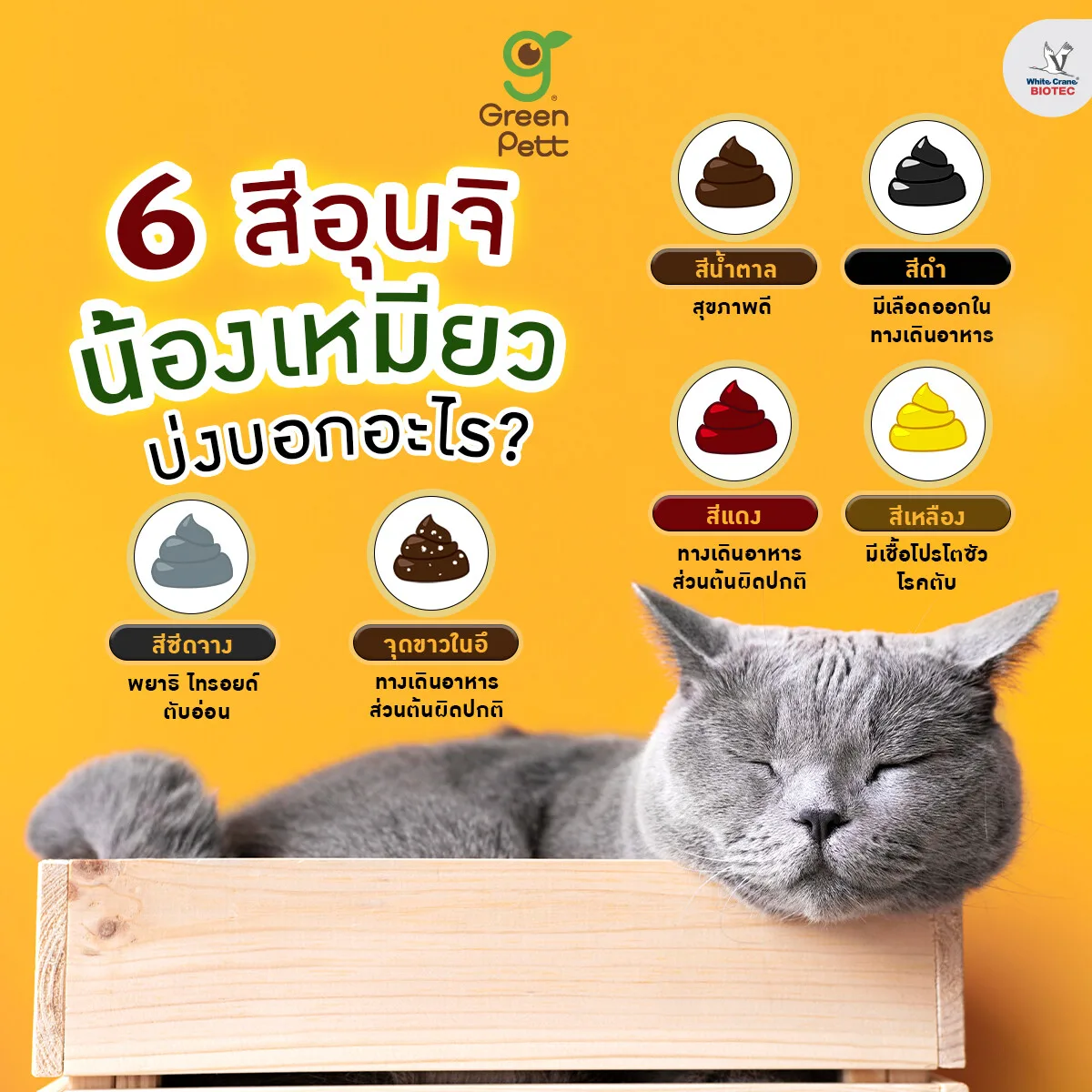 Read more about the article 6 สีอุนจิ