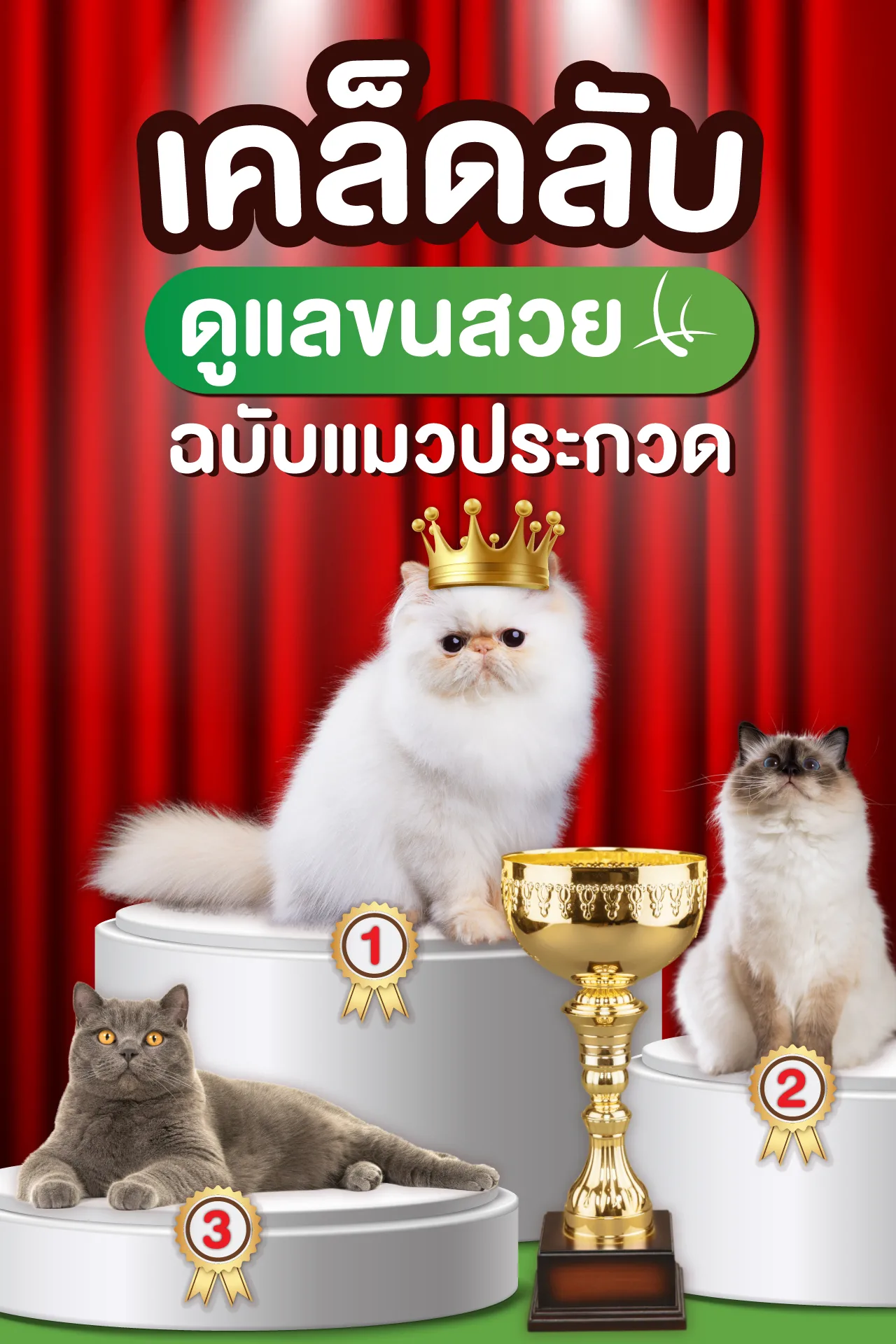 Read more about the article เคล็ดลับขนสวยฉบับแมวประกวด