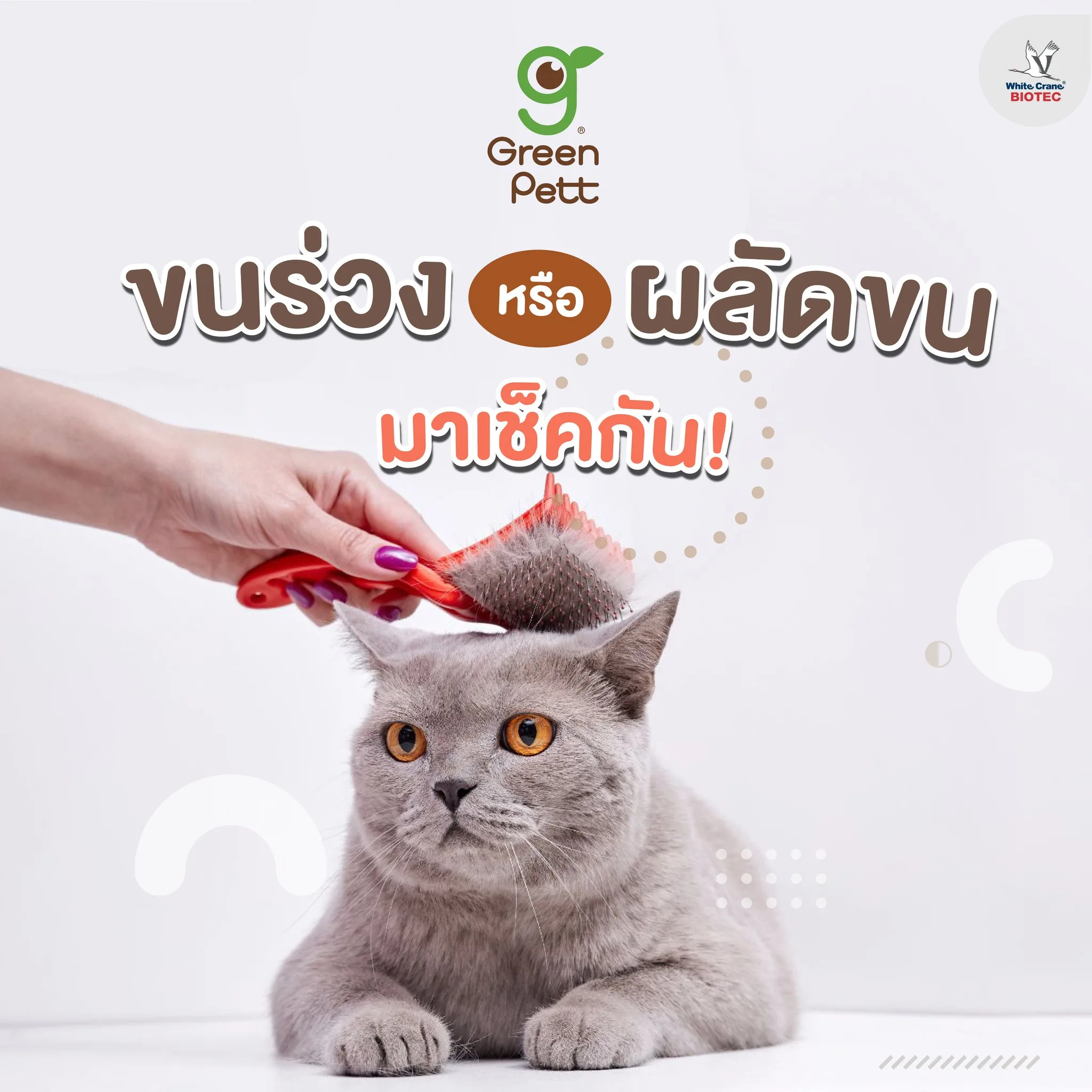 Read more about the article ขนร่วง หรือ ผลัดขน