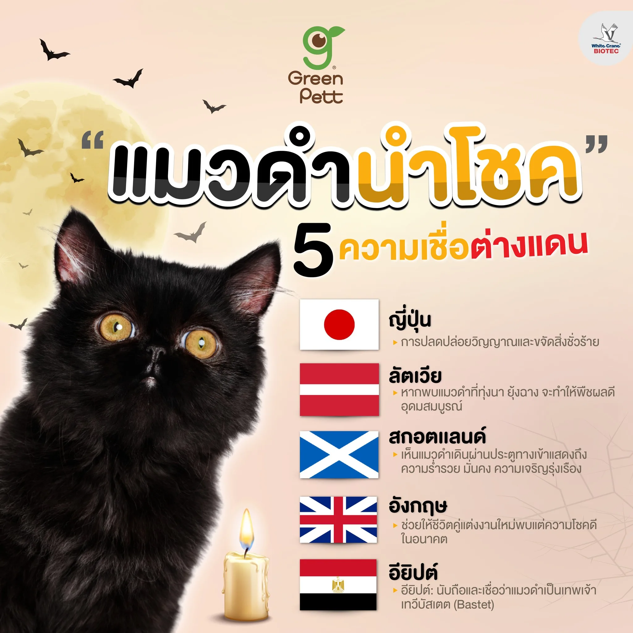 Read more about the article แมวดำ นำโชค