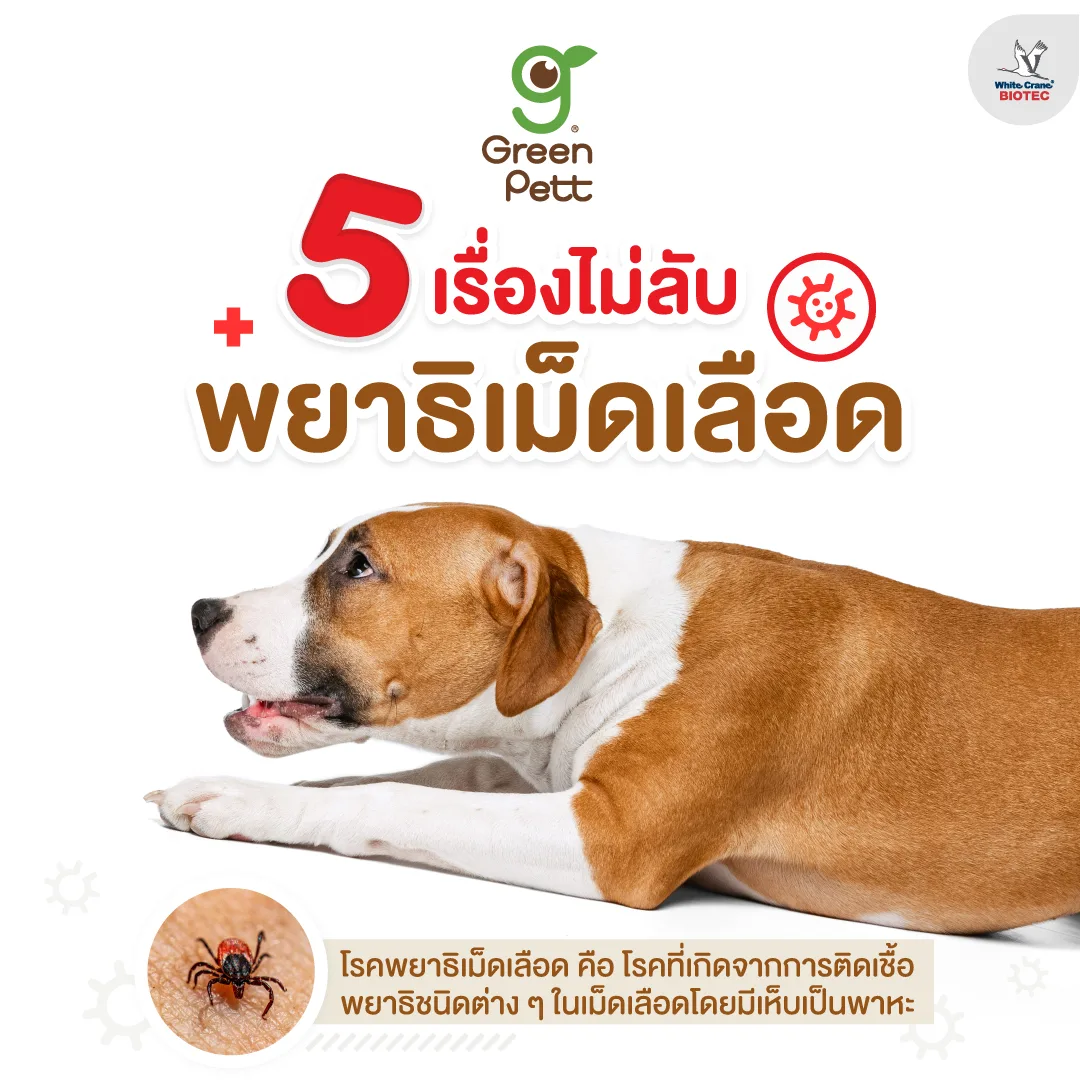 Read more about the article 5 เรื่องไม่ลับพยาธิเม็ดเลือด