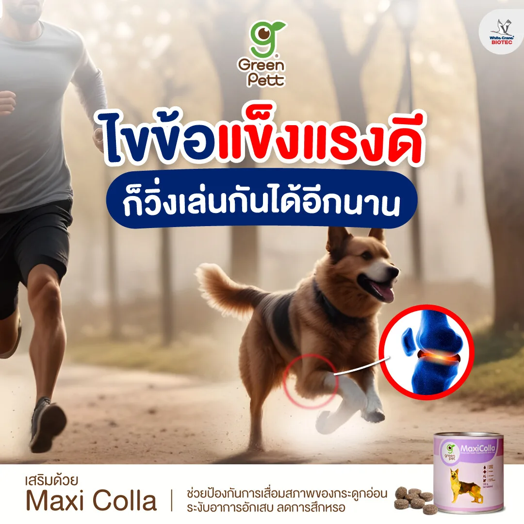 Read more about the article ไขข้อแข็งแรงดี ก็วิ่งเล่นกันได้อีกนาน