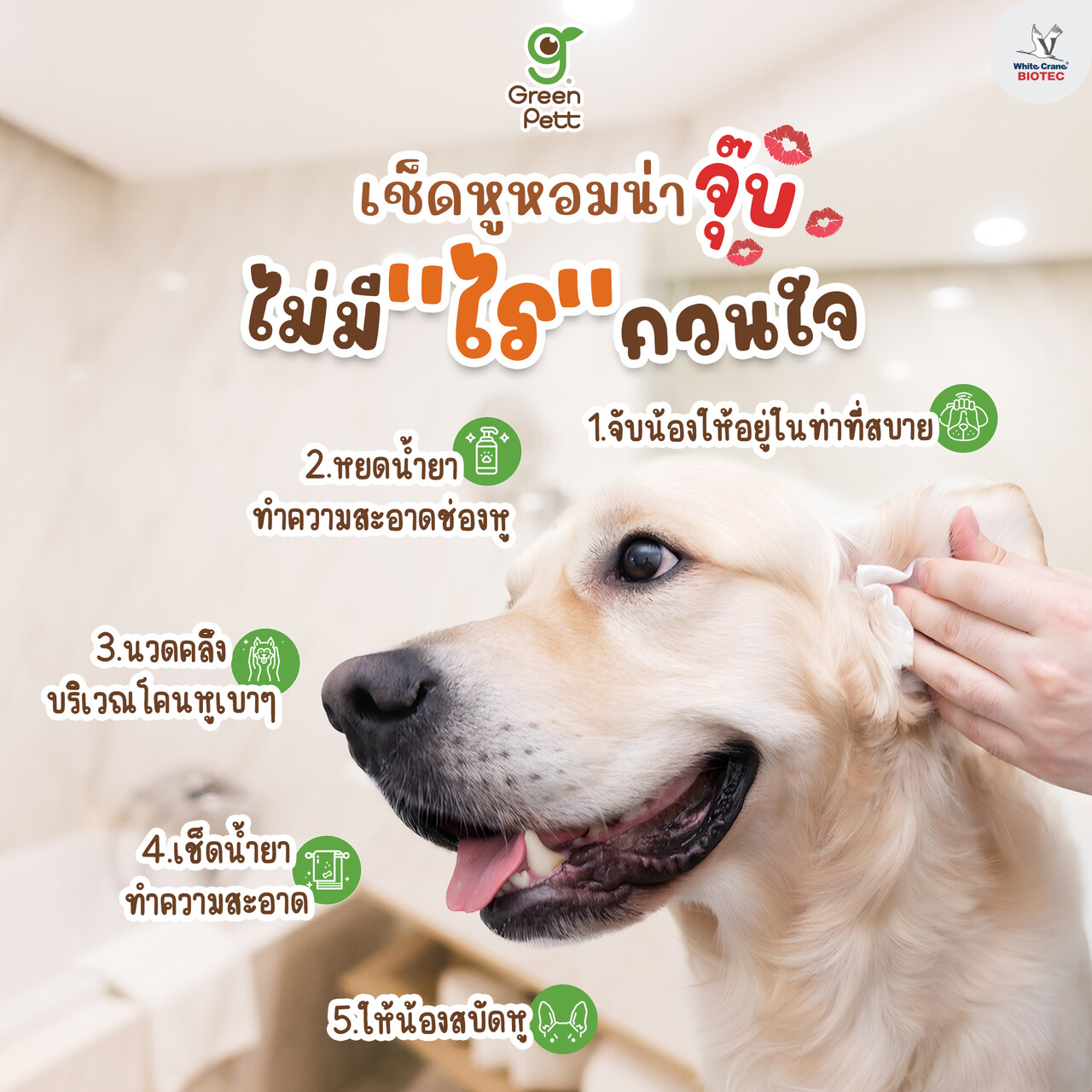 Read more about the article วิธีเช็ดหูสุนัข