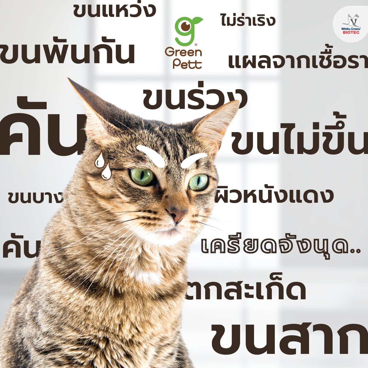 Read more about the article แมวกับปัญหาขนร่วง