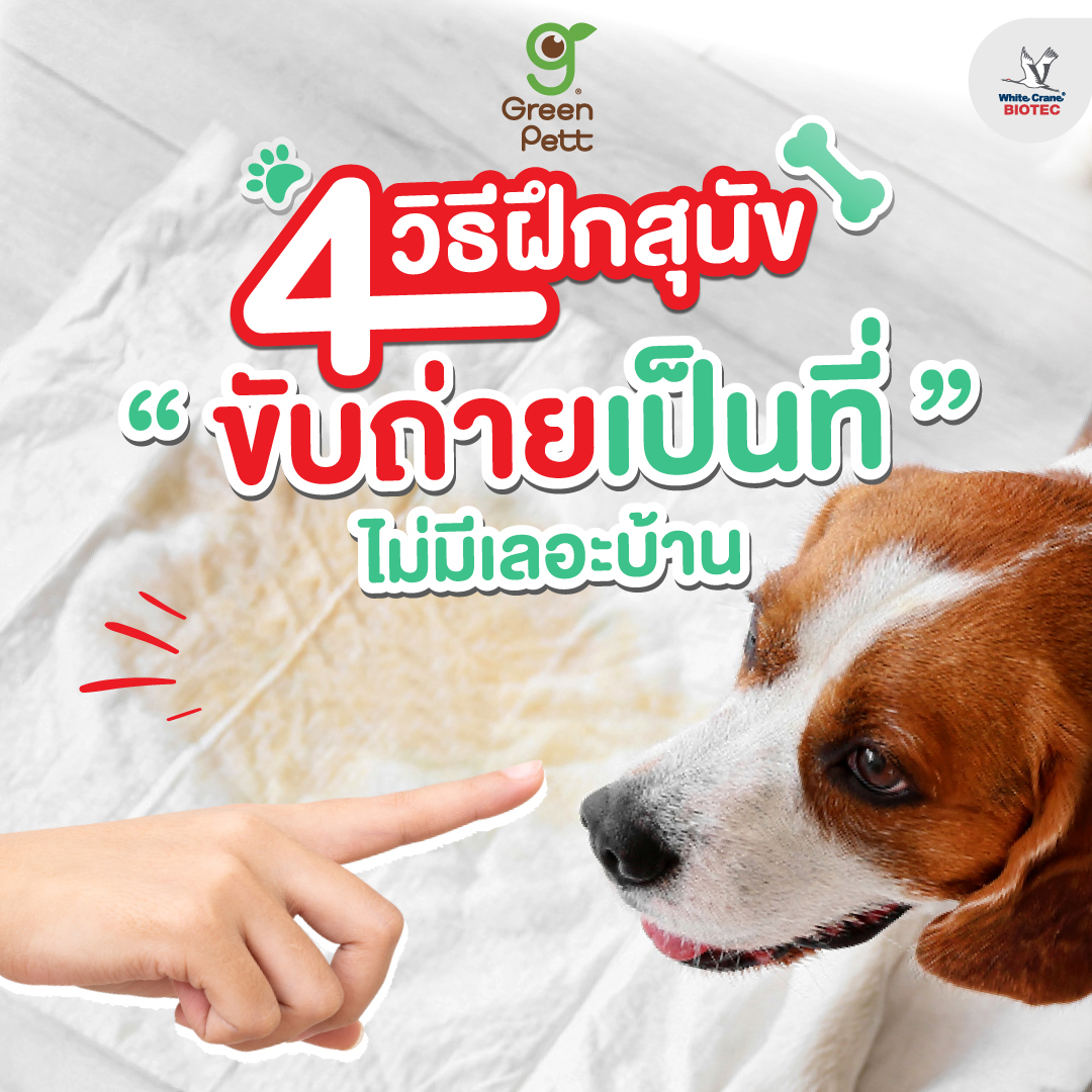 Read more about the article 4 วิธีฝึกสุนัข “ขับถ่ายเป็นที่”