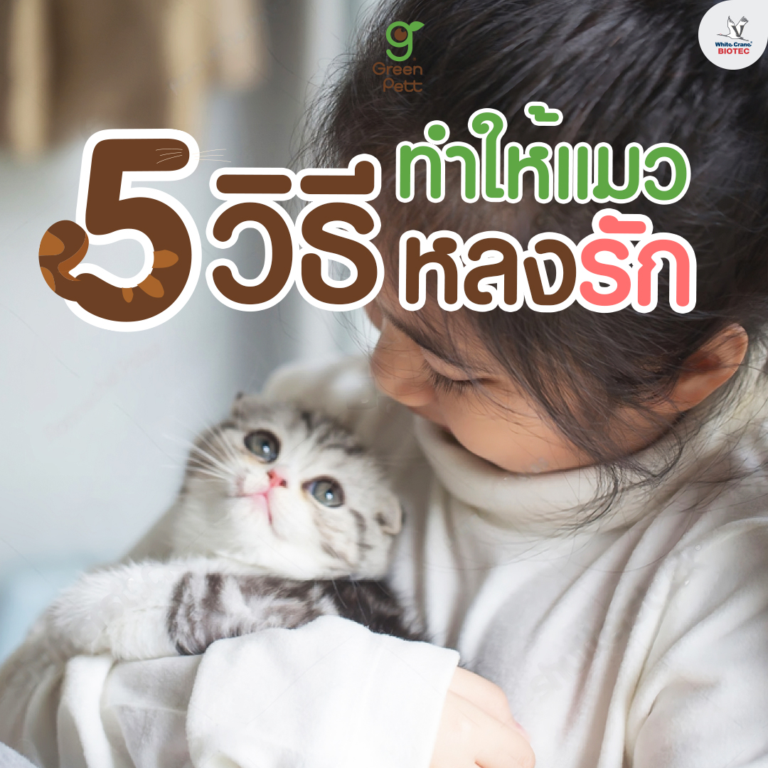 Read more about the article 5 วิธี ทำให้แมวหลงรัก