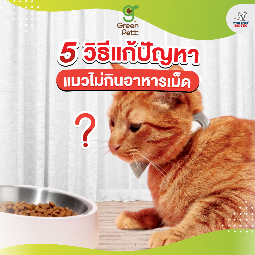Read more about the article 5 วิธีแก้ปัญหาแมวไม่กินอาหารเม็ด