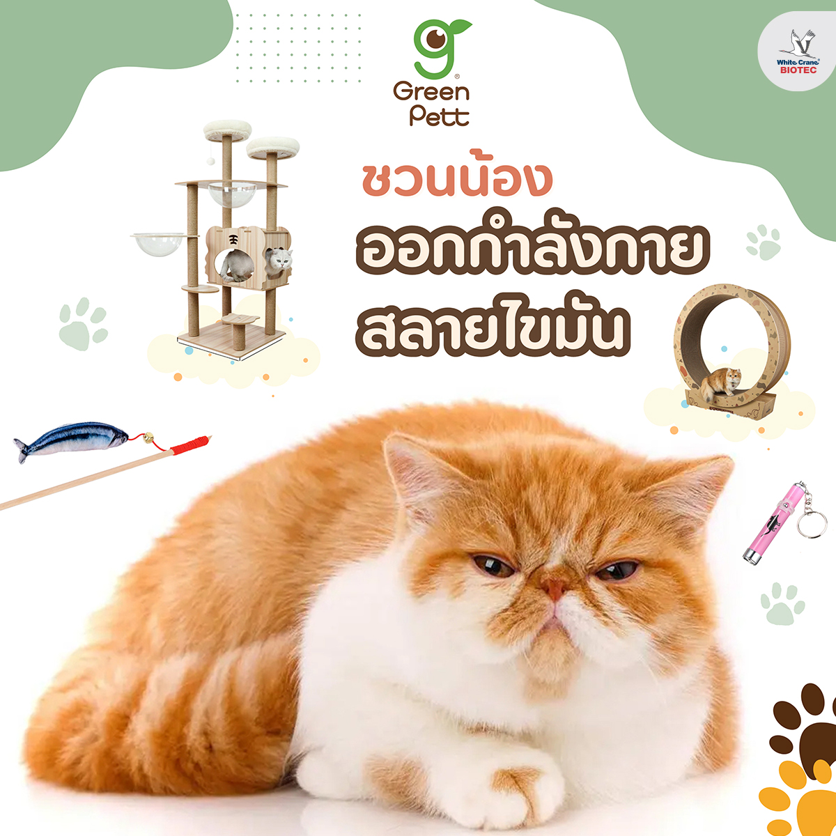 Read more about the article ชวนแมวออกกำลังกาย