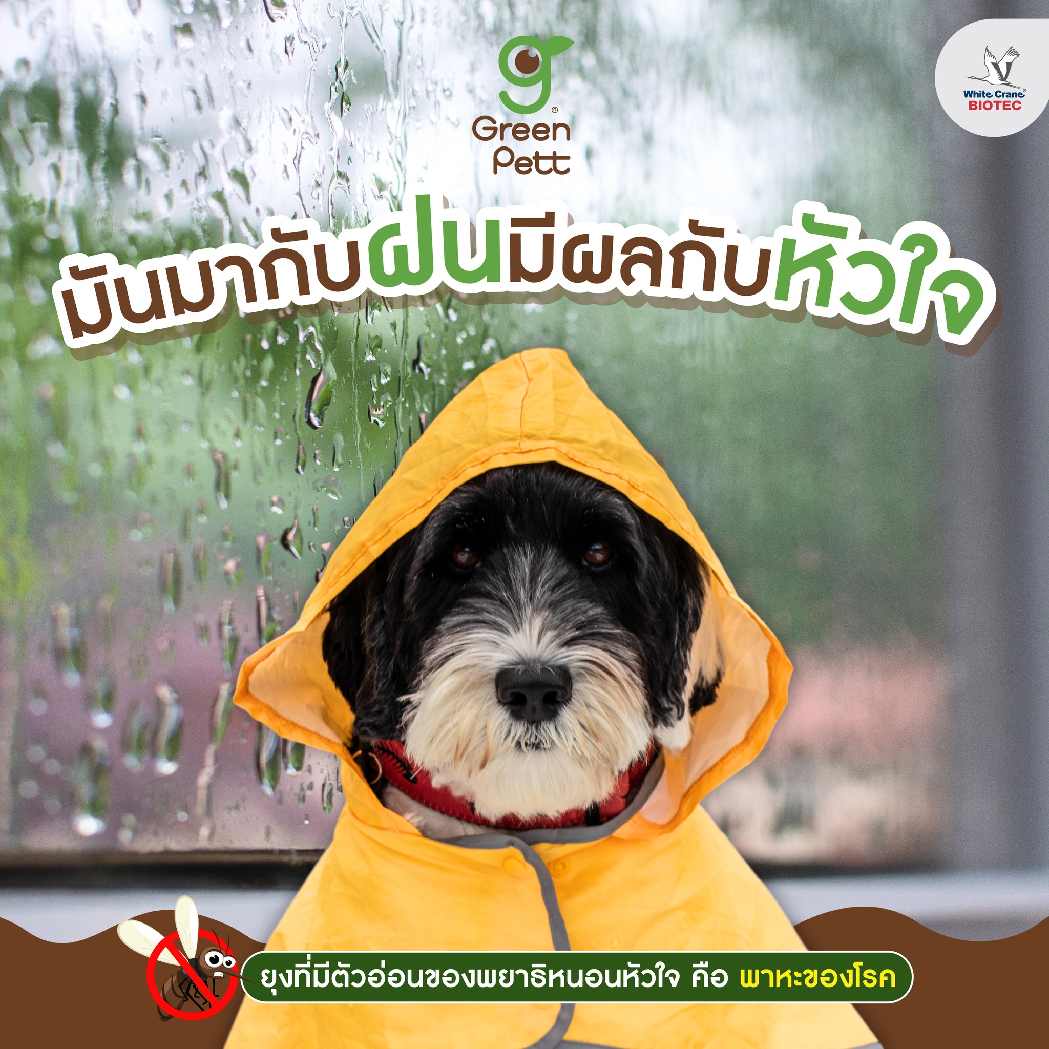 Read more about the article มันมากับฝนมีผลต่อหัวใจ
