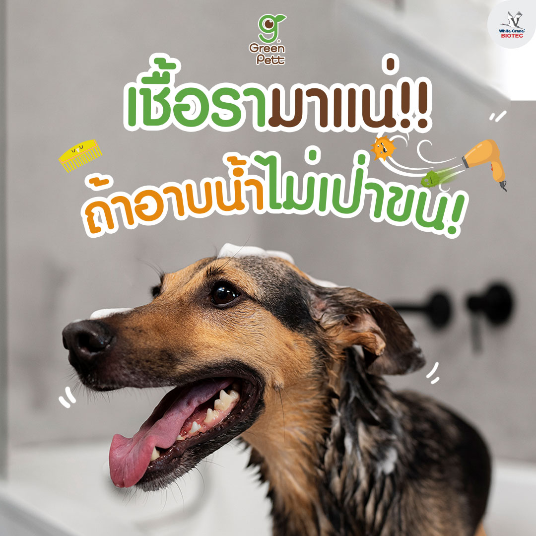 Read more about the article เชื้อรามาแน่ถ้าอาบน้ำไม่เป่าขน